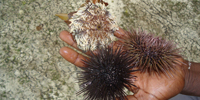 Seeigel Diani Beach